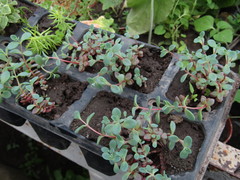 Hylotelephium cyaneum