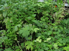 Primula auriculata