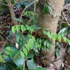 Rourea minor microphylla