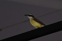 Pitangus sulphuratus