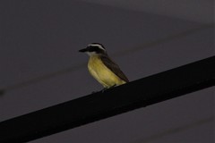 Pitangus sulphuratus