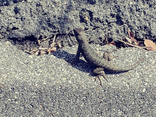 iNaturalist observation photo of Western Fence Lizard