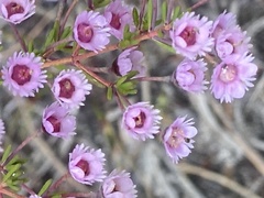 Verticordia plumosa