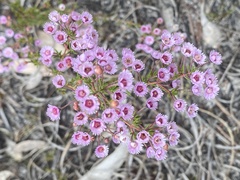Verticordia plumosa
