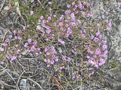 Verticordia plumosa