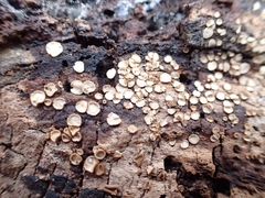Trichopeziza