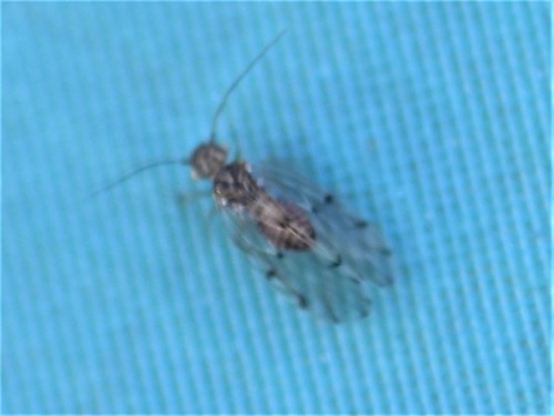 Peters' barklouse, Meppel, Nederland, photo 5 of 10