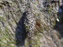 Luffia ferchaultella