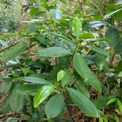 Acronychia pedunculata