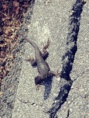 iNaturalist observation photo of Western Fence Lizard