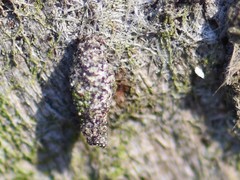 Luffia ferchaultella