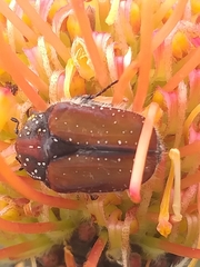 Trichostetha capensis hottentotta