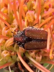 Trichostetha capensis hottentotta
