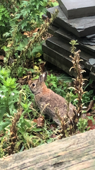 Sylvilagus floridanus