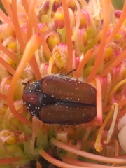 Trichostetha capensis hottentotta