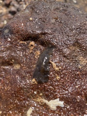 Notoplana australis