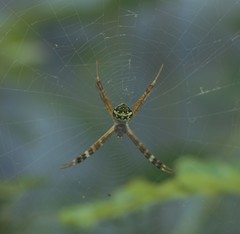 Argiope anasuja