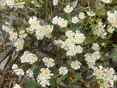 Actinodium cunninghamii