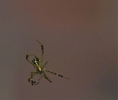 Argiope anasuja