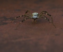 Argiope anasuja