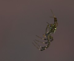 Argiope anasuja
