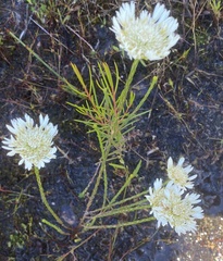 Actinodium cunninghamii