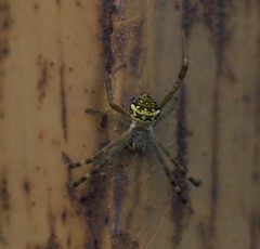 Argiope anasuja
