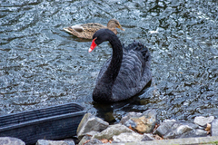 Cygnus atratus