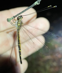 Suhpalacsa subtrahens