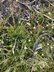 Mitrasacme pilosa stuartii