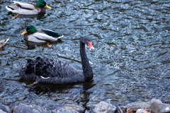 Cygnus atratus