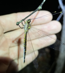 Suhpalacsa subtrahens