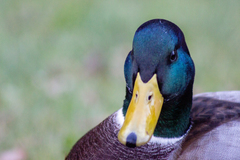 Anas platyrhynchos