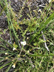 Mitrasacme pilosa stuartii