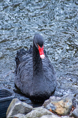 Cygnus atratus
