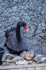 Cygnus atratus