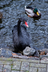 Cygnus atratus