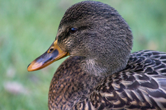 Anas platyrhynchos