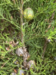 Callitris pyramidalis