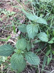 Stachytarpheta urticifolia