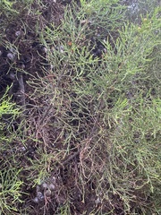 Callitris pyramidalis