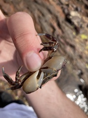 Cyclograpsus granulosus