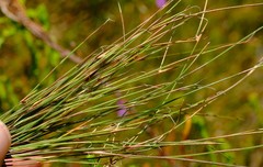Anthochortus capensis