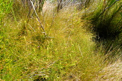 Anthochortus capensis