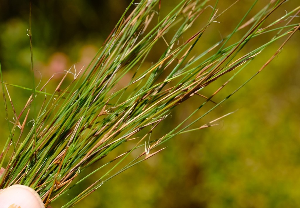 Striped Orgyreed