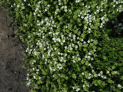 Thymus serpyllum albus