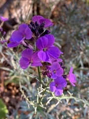 Erysimum linifolium