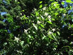 Philadelphus falconeri