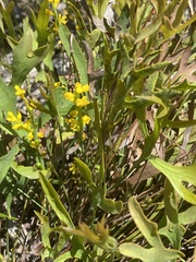 Synaphea gracillima
