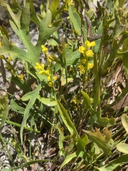 Synaphea gracillima
